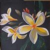 "Frangipani"