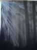 "Dreamy woods"