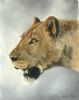 "Lioness #1"