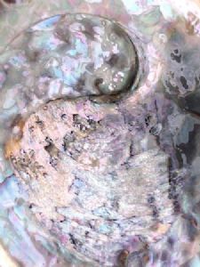 "Motherofpearl"