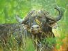 "African Buffalo"