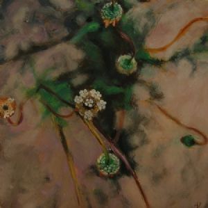 "Ursinia Seeds and Flower"