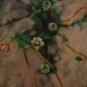 "Ursinia Seeds and Flower"