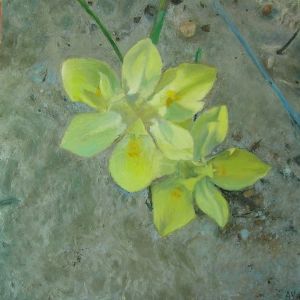 "Moraea Ciliata"