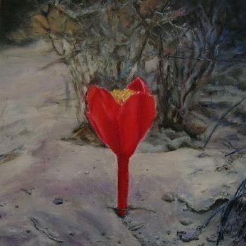 "Haemanthus Pubescence2"