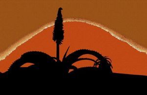"Aloe Silhouette"