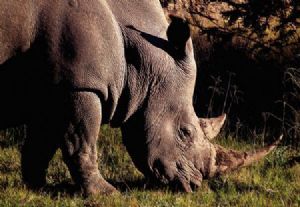 "Rhinoceros"
