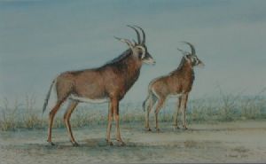 "Roan Antelope"