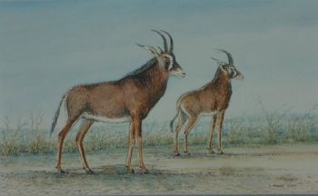 "Roan Antelope"