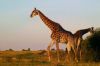 "Giraffes"