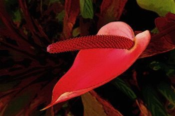 "Anthurium"