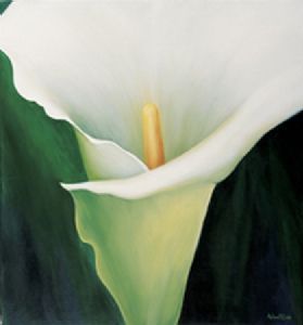 "Single Arum"