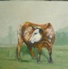 "Nguni2"