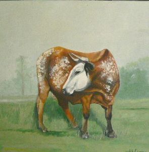 "Nguni2"