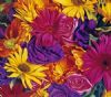 "Flower Power"
