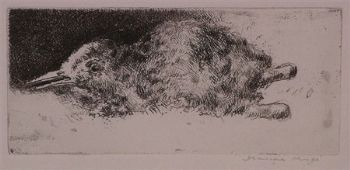 "Plover Chick"
