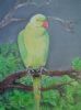 "Roseringed Parakeet - Durban and Sodwana Bay"