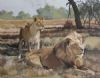 "Lion Couple"
