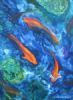 "Reflections on a Fishpond 2"
