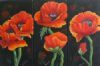 "Red Poppies Set of Three"