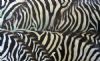 "Zebras"