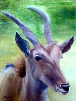 "Eland Cow"