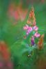 "Pink Lupins"