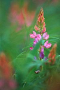 "Pink Lupins"