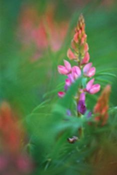 "Pink Lupins"