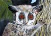 "Bushbaby"