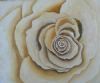 "Cream Rose"