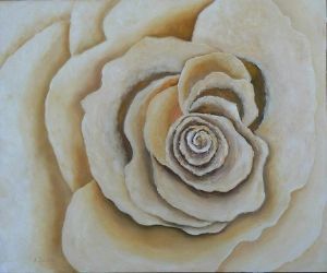 "Cream Rose"