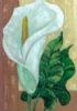 "Single Arum lily"