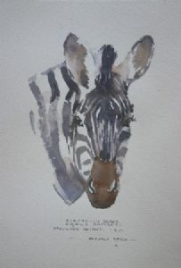 "Illustration Burchell's Zebra"