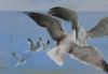 "Seagulls in Flight"