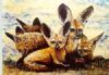 "Bat-eared foxes"