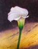 "Arum Lily 1"