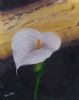 "Arum Lily 3"