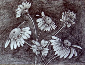 "Flowers in Pencil"