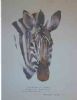 "Illustration Burchell's Zebra 2"