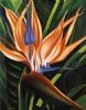 "Strelitzia 3"