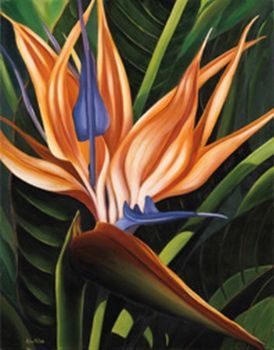 "Strelitzia 3"