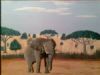 "Kalahari Elephant"