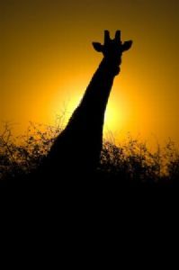 "Classical Africa"