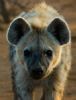 "Curious Hyena"