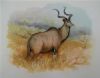 "Kudu Bull"