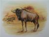 "Blouwildebees"