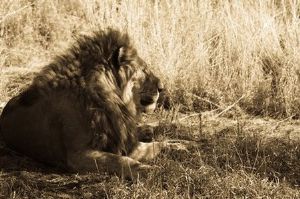 "Lion Scene"