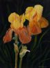 "Yellow Iris"