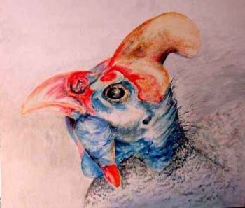 "Helmeted Guineafowl"